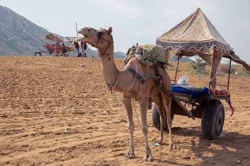 The Westin Pushkar Resort & Spa - Overview - Outdoors 11